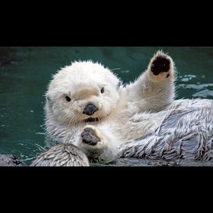 Meet your Posher, Allen